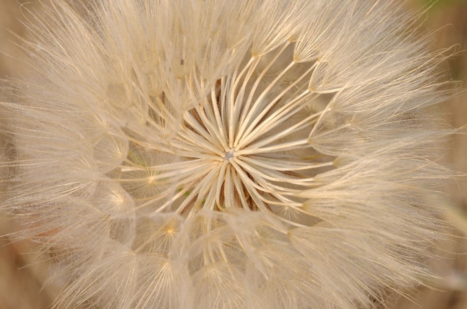 Fleur de pissenlit