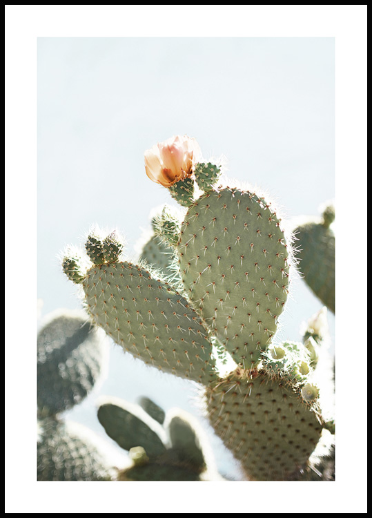cactus en fleur